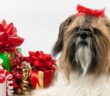 Die 10 schönsten Weihnachtsgeschenke für Hunde