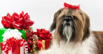 Die 10 schönsten Weihnachtsgeschenke für Hunde