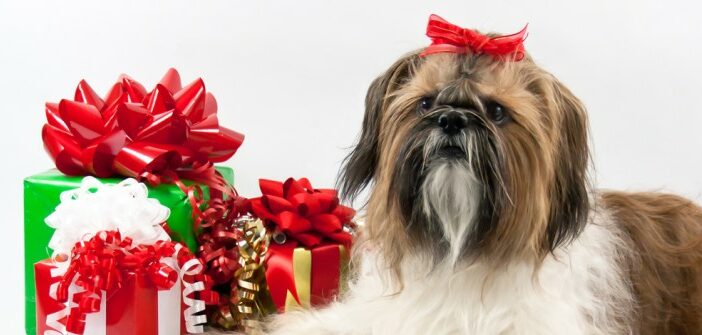 Die 10 schönsten Weihnachtsgeschenke für Hunde