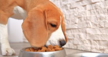 Schlingen beim Hund: Hilfe, mein Hund frisst zu schnell!