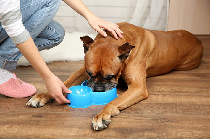 Vor allem ist zu beobachten, dass der Hund nicht ausreichend kaut. Große Brocken des Futters landen im Magen, diese müssen durch den Magen aber erst zerkleinert werden. Eine Aufgabe, die normalerweise die Zähne übernehmen sollten. (#01)