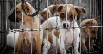 Der Hundemarkt in Belgien - ein schwieriges Pflaster