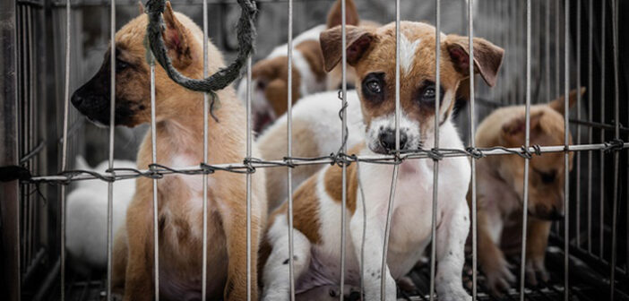 Der Hundemarkt in Belgien - ein schwieriges Pflaster