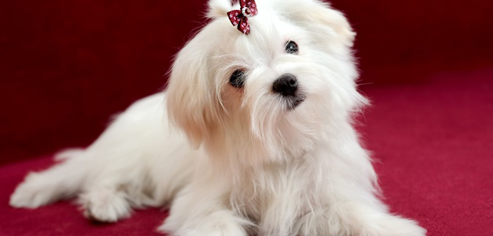 Ist ein Malteser der richtige Hund für mich? 19 Fakten über Malteser! 