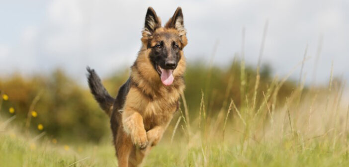 Deutscher Schäferhund: Hunderasse im Detail