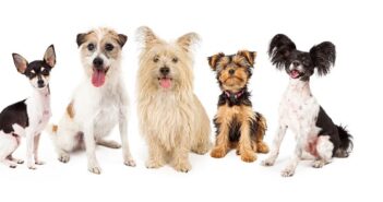 Kleine Hunderassen: Übersicht und Kaufempfehlung