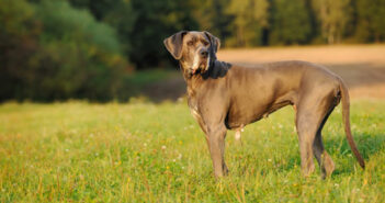 Deutsche Dogge: Wissenswertes und Infos zur Hunderasse