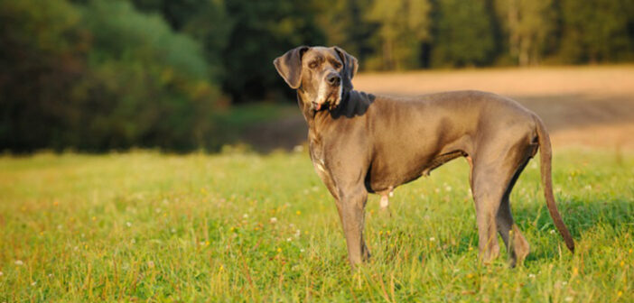 Deutsche Dogge: Wissenswertes und Infos zur Hunderasse