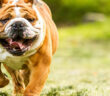 Engliscahe Bulldogge: Herkunft, Namensgebung und Rasseinfos