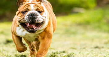 Engliscahe Bulldogge: Herkunft, Namensgebung und Rasseinfos