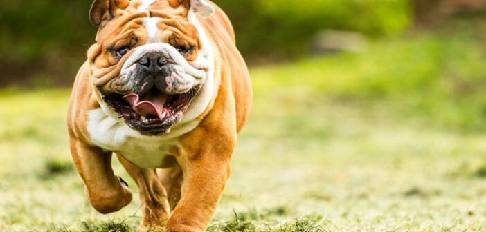 Engliscahe Bulldogge: Herkunft, Namensgebung und Rasseinfos