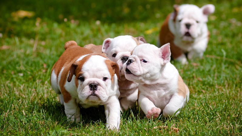 Beinahe wäre der knufflige Englische Bulldog Anfang des 18. Jahrhunderts ausgestorben, denn zunächst war er als Kampfhund zum sogenannten „Bullbaiting“ – eine Art Volksbelustigung im mittelalterlichen England – herangezüchtet worden. (#01)