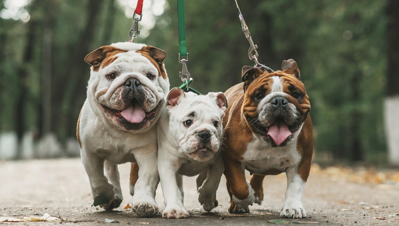 English Bulldogs haben ein glattes, sehr feines und zugleich dichtes Fell. Das Haarkleid ist von feiner Struktur und daher nicht drahtig, sondern seidig. Entweder einfarbig oder einfarbig mit schwarzer Maske oder schwarzem Fang werden sie „Smut“ genannt. (#02)