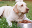 Nahrungsunverträglichkeiten bei Hunden: Was kann man tun?
