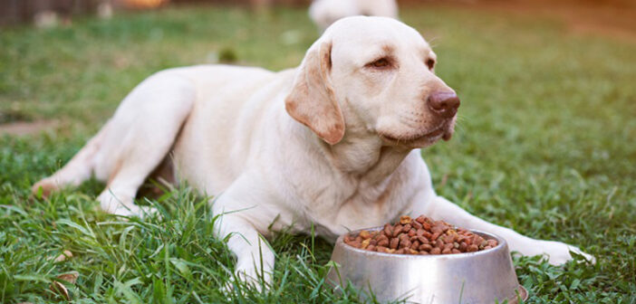 Nahrungsunverträglichkeiten bei Hunden: Was kann man tun?