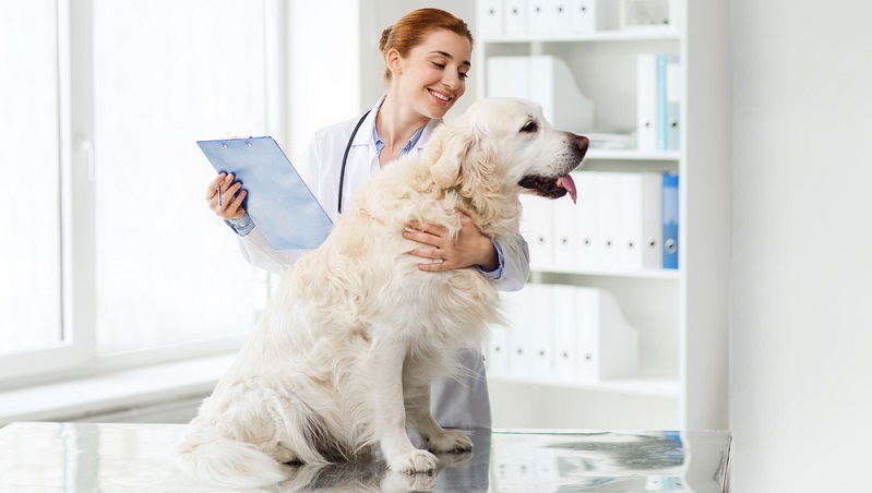 Nahrungsunverträglichkeiten bei Hunden können sich auf vielseitige Weise äußern, was eine Diagnose erschwert. Neben Blähungen, Durchfall und Erbrechen sind Juckreiz und Hautveränderungen möglich. (#01)