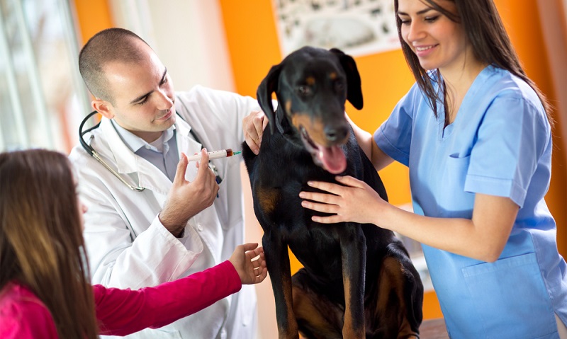 Achten Sie bitte darauf, ob der Betreiber der Hundepension von sich aus fragt, wie es um den Impfstatus des Hundes steht. Wer daran keinen Gedanken verschwendet, ist auch sonst nicht besonders zuverlässig und besorgt um die Gesundheit seiner Gäste. (#03)