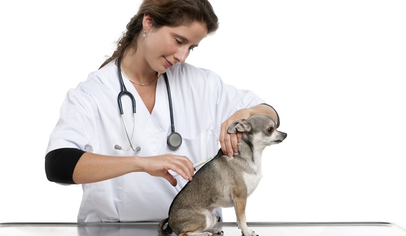 Für die Einreise mit dem Hund werden verschiedene Papiere und Impfungen benötigt.(#02)