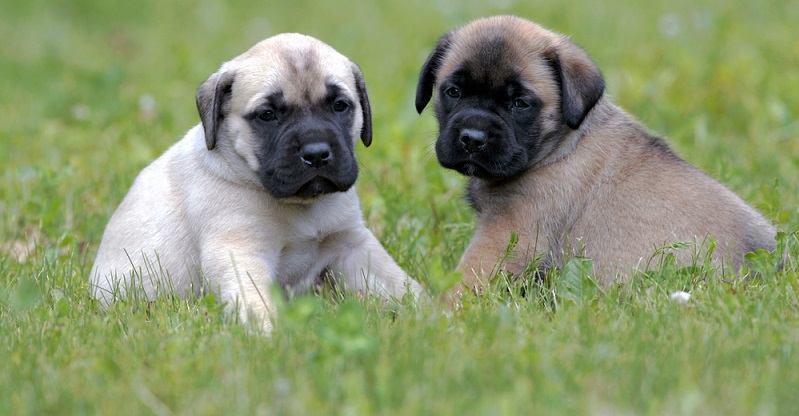 In Deutschland gibt es eine kleine, aber feine Zucht des Mastiffs, wie sie auch bei Familie Braunseis in Sorge-Settendorf mit ihrer Zucht „vom Großen Löwen“ betrieben wird. (#02)