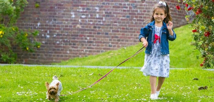 Hunde an der Leine: Erziehung und Rücksichtnahme sind gefordert