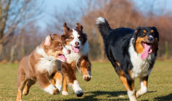 Anämie (Blutarmut) beim Hund Ursachen, Symptome & Behandlung