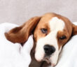 Anämie (Blutarmut) beim Hund: Ursachen, Symptome & Behandlung