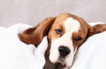 Anämie (Blutarmut) beim Hund: Ursachen, Symptome & Behandlung