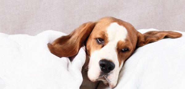 Anämie (Blutarmut) beim Hund Ursachen, Symptome &amp; Behandlung