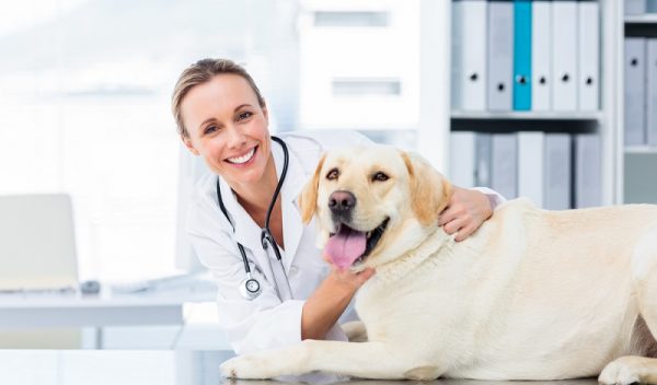 Anämie (Blutarmut) beim Hund Ursachen, Symptome & Behandlung