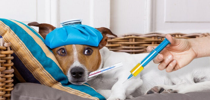 Borreliose beim Hund: Symptome, Therapie & Impfung