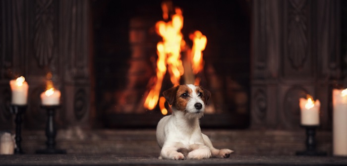 Gefahrenquelle Kamin: Ist Ihr Hund vor Verbrennungen geschützt?