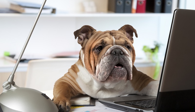 Wenn Hunde am Arbeitsplatz sitzen, bleibt die eigentliche Arbeit häufig liegen. Deshalb müssen Regeln her, die zwischen Job und Vergnügen einen gesunden Ausgleich schaffen. (#3)