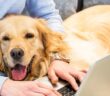 Hunde im Büro: So klappts mit dem vierbeinigen Kollegen