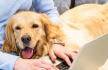 Hunde im Büro: So klappts mit dem vierbeinigen Kollegen