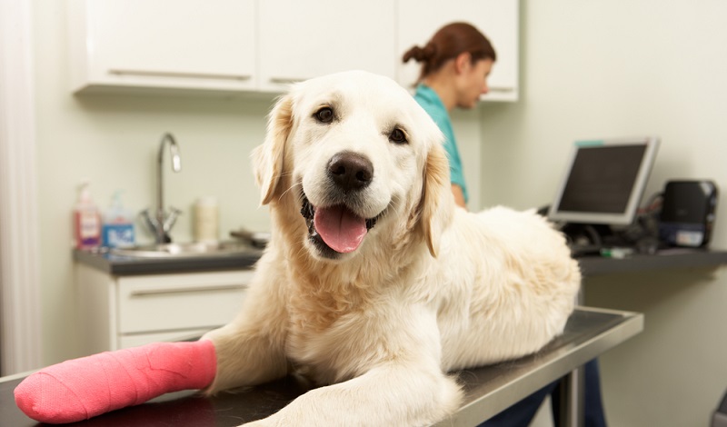 Behandlungen beim Tierarzt können teuer werden. Eine Versicherung hilft, Kosten zu reduzieren. (#1)