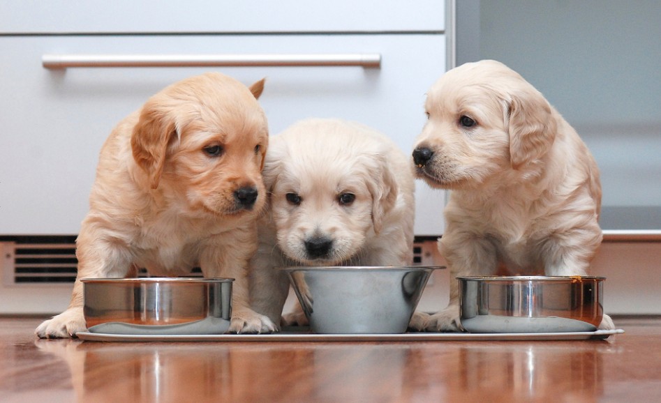 Als geeignetes Welpenfutter kann durchaus auch ein Trockenfutter infrage kommen. Das Puppy Chicken von PLATINUM kommt bei Welpen sehr gut an. (#2)