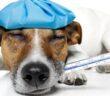 Bauchschmerzen beim Hund richtig behandeln!
