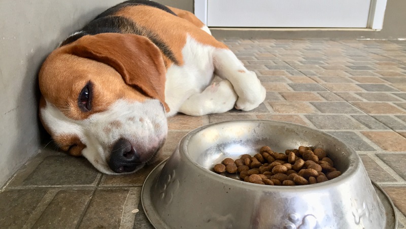 Bauchschmerzen Beim Hund Richtig Behandeln bauchschmerzen-beim-hund-richtig-behandeln