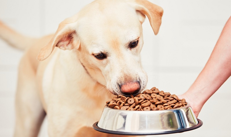 Auch Futter kann Allergien, Blähungen und Bauchschmerzen beim Hund auslösen.