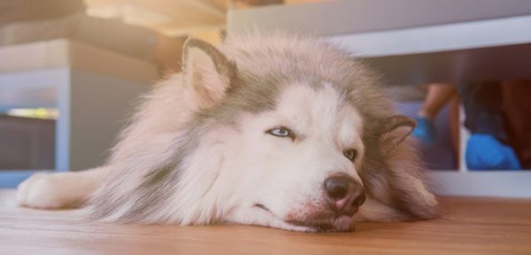 Hund apathisch Erstes Signal für eine Vergiftung?