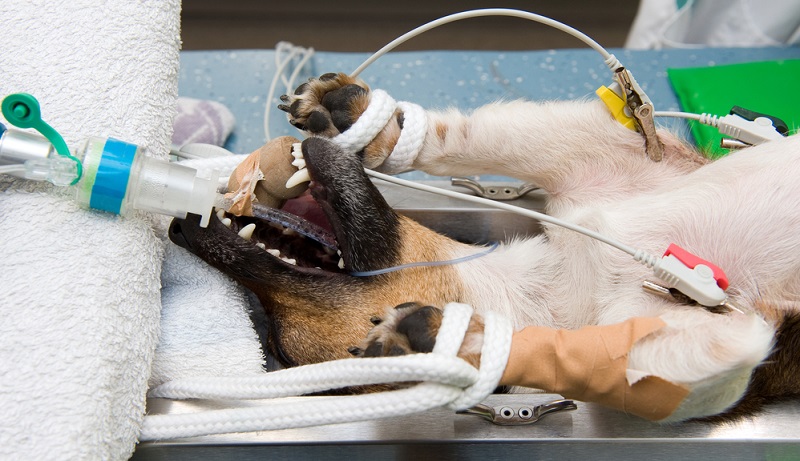 Eine Magendrehung muss immer operiert werden. Nur so kann das Leben des Hundes gerettet werden.