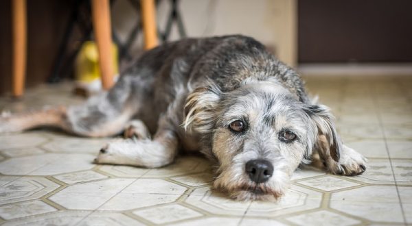 Hund apathisch Erstes Signal für eine Vergiftung?