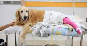 Wenn der Hund humpelt: Tipps & erste Hilfe! Wenn der Hund humpelt: Tipps & erste Hilfe!