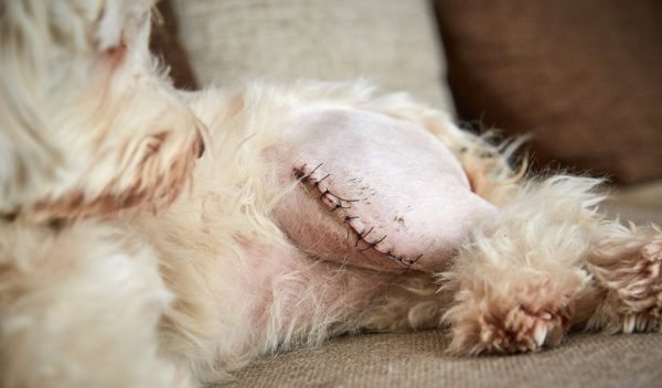 Wenn der Hund humpelt Tipps &amp; erste Hilfe!