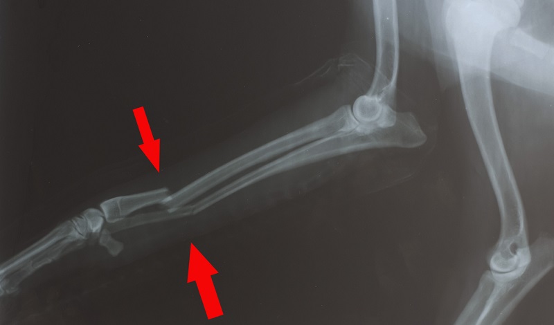  Auf dem Röntgenbild ist der Bruch des Knochens klar zu erkennen, kein Wunder, das der Hund humpelt.
