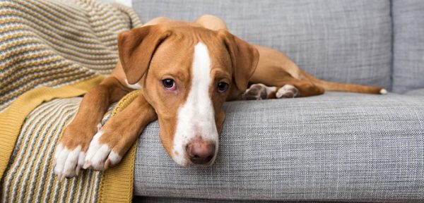 Hilfe & Tipps wenn der Hund schlapp ist