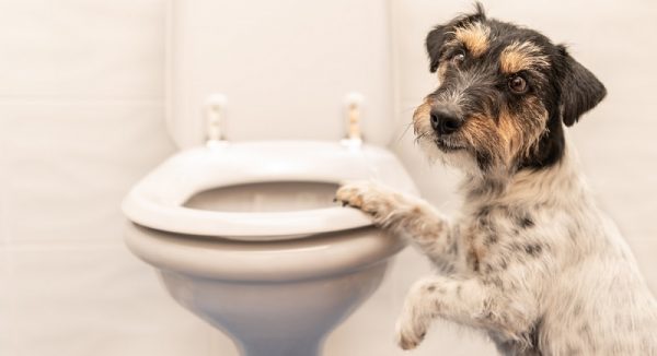Hilfe & Tipps wenn der Hund schlapp ist