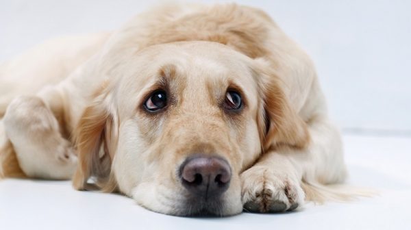 Hilfe & Tipps wenn der Hund schlapp ist