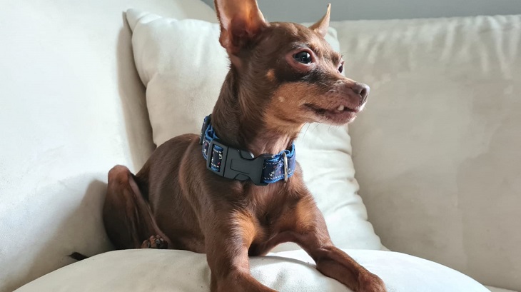 Luke freut sich schon auf den Hundefutter Test.