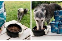 Hundefutter mit Fisch von PLATINUM und GENESIS im Test